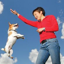 PetSafe Treat & Train Ferngesteuerter Belohnungshundetrainer (English only)