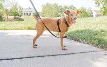 PetSafe 3 in 1 Geschirr & Rückhaltegurt XS - schwarz