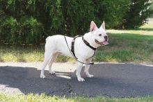 PetSafe 3 in 1 Geschirr & Rückhaltegurt S - schwarz