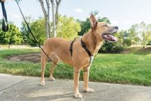 PetSafe 3 in 1 Geschirr & Rückhaltegurt M - schwarz