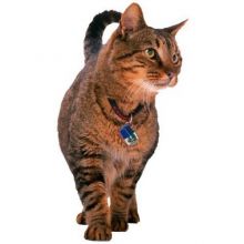 PetSafe Infrarot-Schlüssel blau