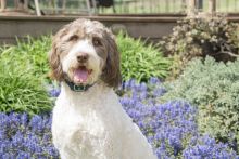 PetSafe Antibellhalsband 15 Stufen