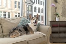 PetSafe Antibellhalsband wiederaufladbar mit sanften Reizimpulsen