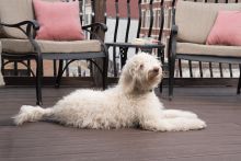 PetSafe Antibellhalsband wiederaufladbar mit sanften Reizimpulsen