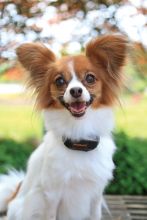 PetSafe Antibellhalsband VBC-10 mit Vibration