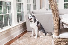 PetSafe Bellkontrolle wiederaufladbar