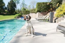 PetSafe Ferntrainer Standard 600 Meter