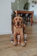 Wildborn Premium Leberwurst aus der Tube 75g