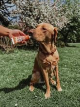 Wildborn Premium Leberwurst aus der Tube 75g