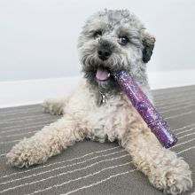 KONG Squeezz Confetti Stick Medium Sortiert