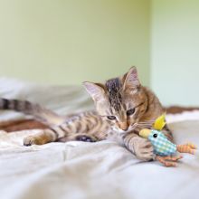 KONG Cat Kitten Chirpz Chick Sortiert