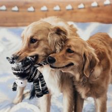 KONG Yarnimals Dog Extra-Small / Small