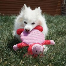 KONG Low Stuff Crackle Tummiez Raccoon Large