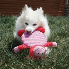 KONG Low Stuff Crackle Tummiez Pig Large