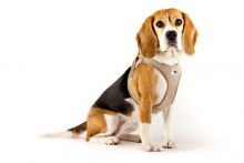 Curli Clasp Vest Geschirr Cord schwarz 2XS