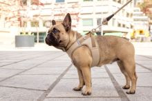 Curli Clasp Vest Geschirr Cord schwarz S