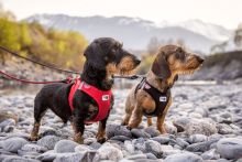 Curli Clasp Vest Geschirr Softshell schwarz 2XS