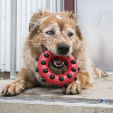 KONG Holiday Dotz Ring Small