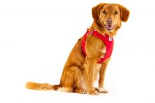 Curli Clasp Vest Geschirr Softshell rot L