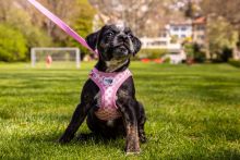 Curli Clasp Vest Geschirr Puppy Set Pink-Caro M