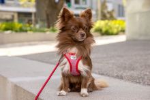 Curli Clasp Vest Geschirr Merino rot XS