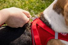 Curli Vest Harness Magnetic V2 Black XS