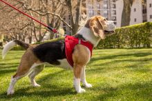 Curli Vest Harness Magnetic V2 Red XS