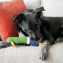 KONG Shakers Cuckoos Medium Sortiert