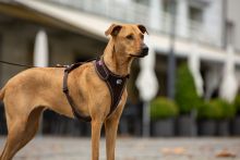 Curli Belka Geschirr Rot L