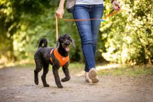 Curli Basic Geschirr Air-Mesh Rot XS