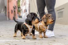 Curli Clasp Vest Harness Alpine Light Gray XS