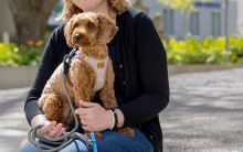 Curli Clasp Vest Harness Alpine Light Gray 2XS