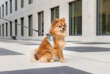 Curli Clasp Vest Harness Glow Reflective Gray S