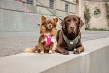 Curli Vario Comfort Leash Fuchsia L