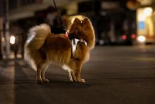 curli Clasp Vest Harness Glow Reflective Gray 3XS