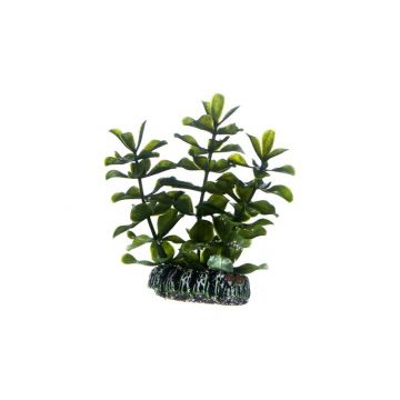 Dohse HOBBY Bacopa 7 cm Dohse HOBBY Bacopa 7 cm